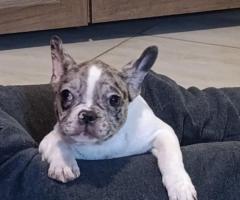 Stenad francuskog buldoga dva merle muzjaka 3.5 meseca