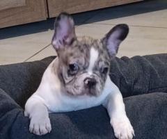 Stenad francuskog buldoga dva merle muzjaka 3.5 meseca - 2