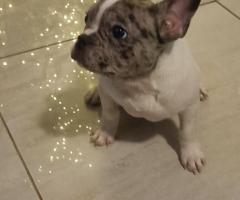 Stenad francuskog buldoga dva merle muzjaka 3.5 meseca - 4